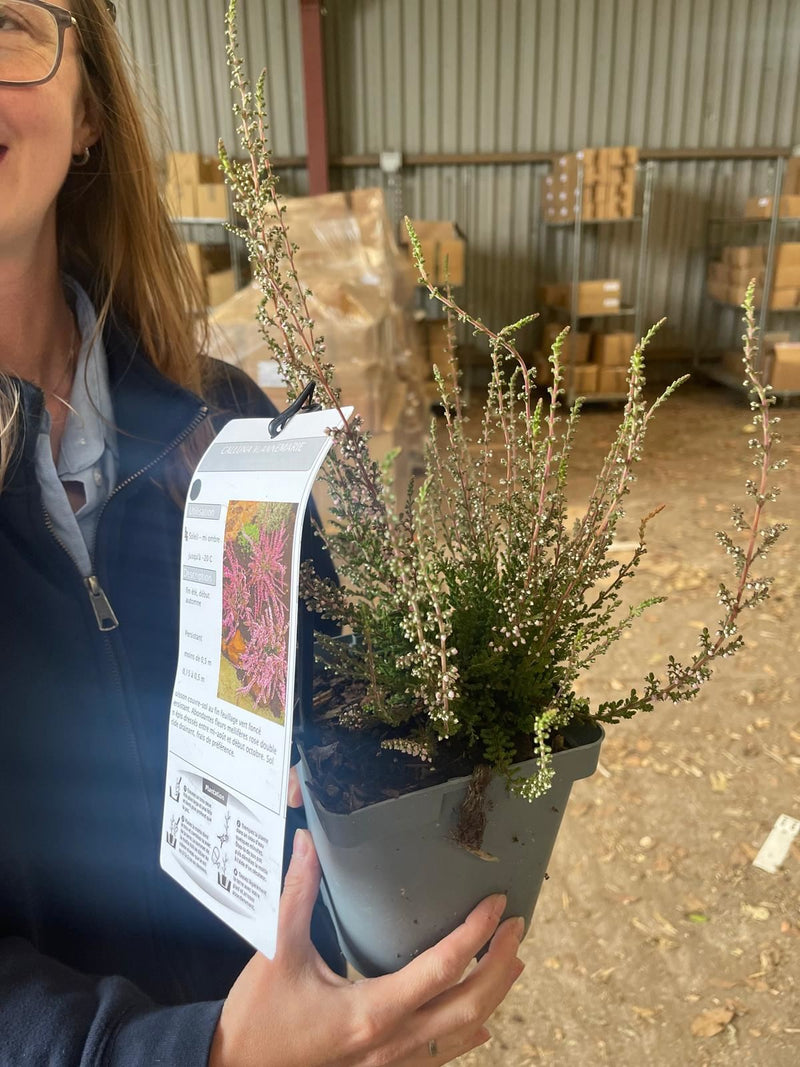 Calluna Vulgaris Melanie 2 Litre Pot