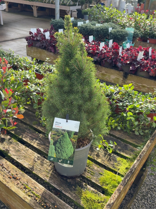 Picea Glauca Conica 4.5 Litre Pot