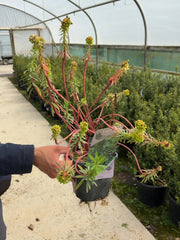 Euphorbia Black Pearl 2 Litre Pot