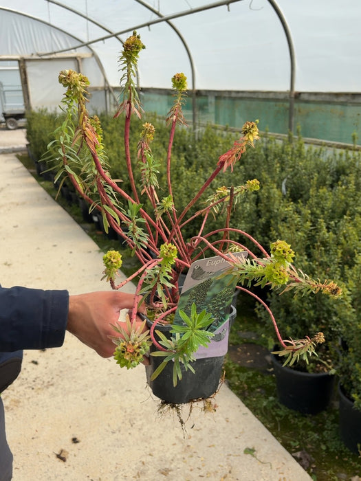 Euphorbia Black Pearl 2 Litre Pot