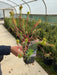 Euphorbia Black Pearl 2 Litre Pot