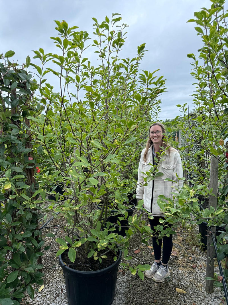 Magnolia Soulangeana 175/200cm Specimen Sized