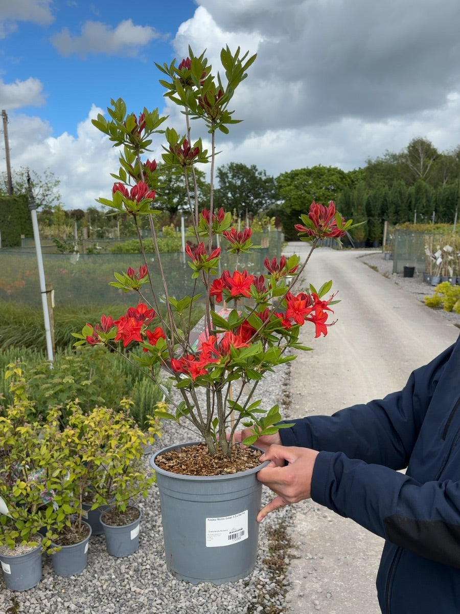 Azalea Mollis Satan 4.5 Litre Pot