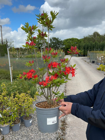 Azalea Mollis Satan 4.5 Litre Pot