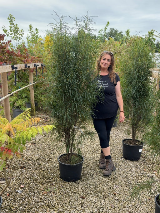 Frangula Fine Line 20 Litre Pot 150/175cm