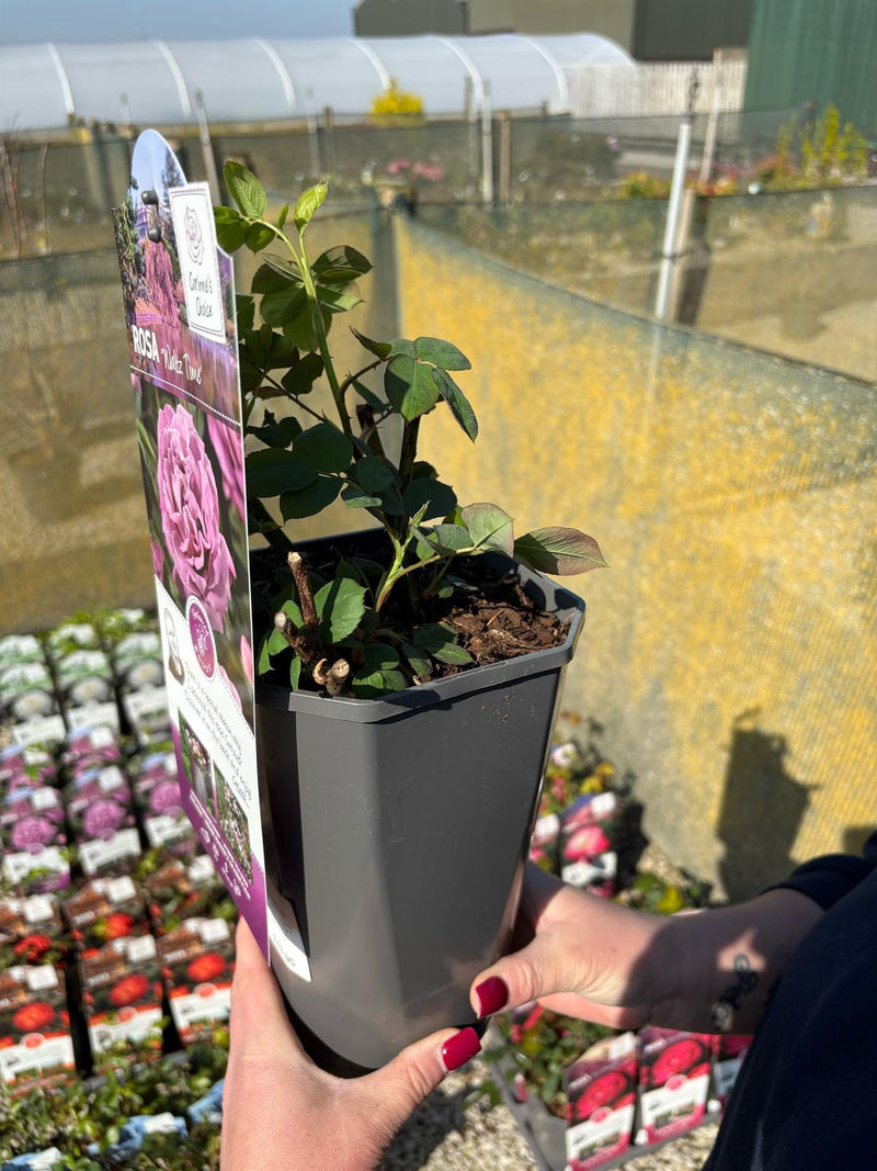 Rose Waltz Time 3 Litre Pot