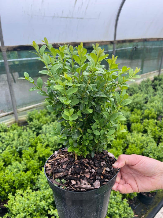 Box Hedging 25cm 2 Litre Pot