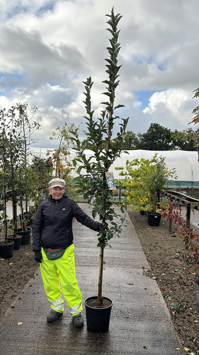 Malus Red Sentinel 18 Litre Pot 200/250cm