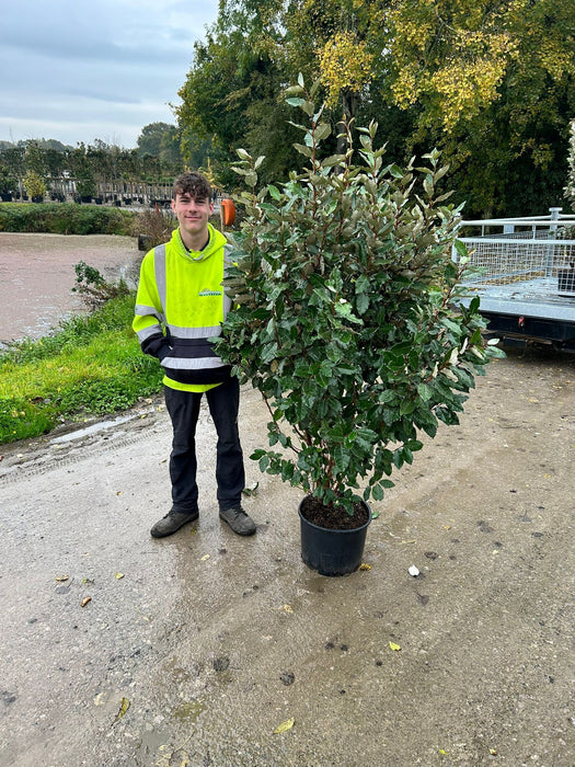 Elaeagnus x Ebbingei 20 Litre Pot 120/140