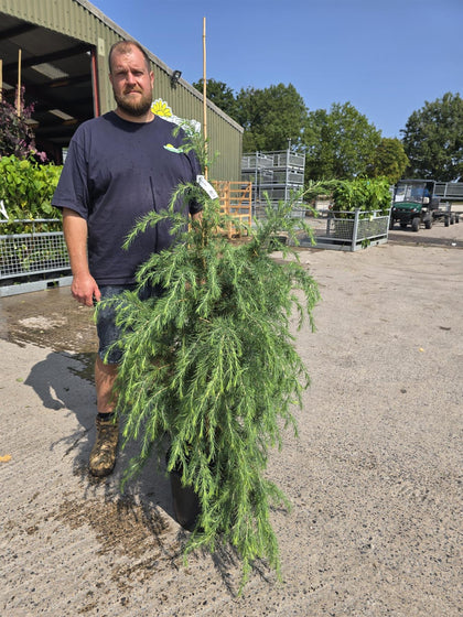 Cedrus Deodara 20 Litre Pot 125/150cm