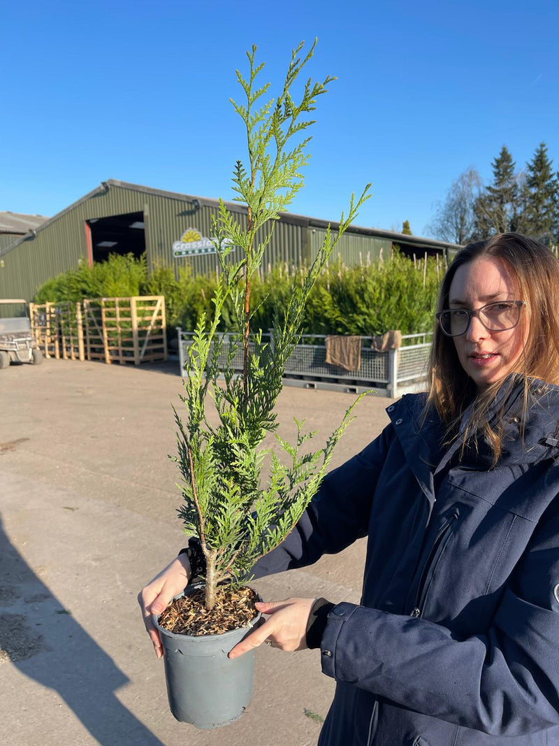 Thuja plicata Atrovirens 2.5 Litre Pot