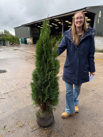 Thuja Occidentalis Emerald 120/140cm Root Ball Delivery Jan/Feb