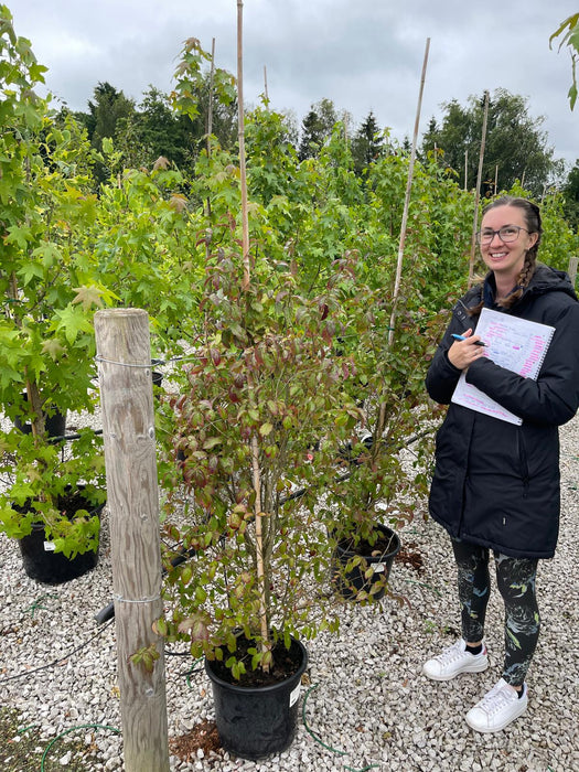 Parrotia Persica Persian Spire 15 Litre Pot