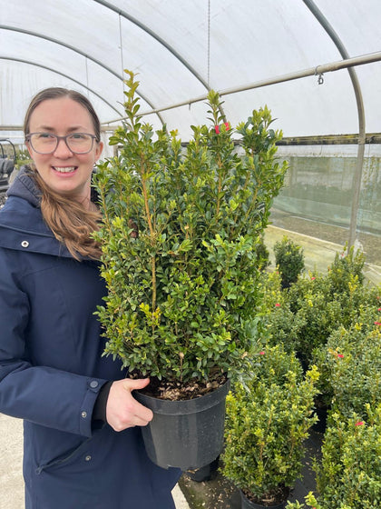 Box Hedging 40/50cm 5 Litre Pot