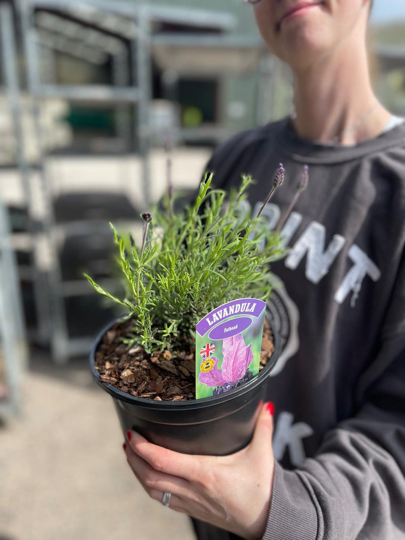 Lavender Fathead 3 Litre Pot