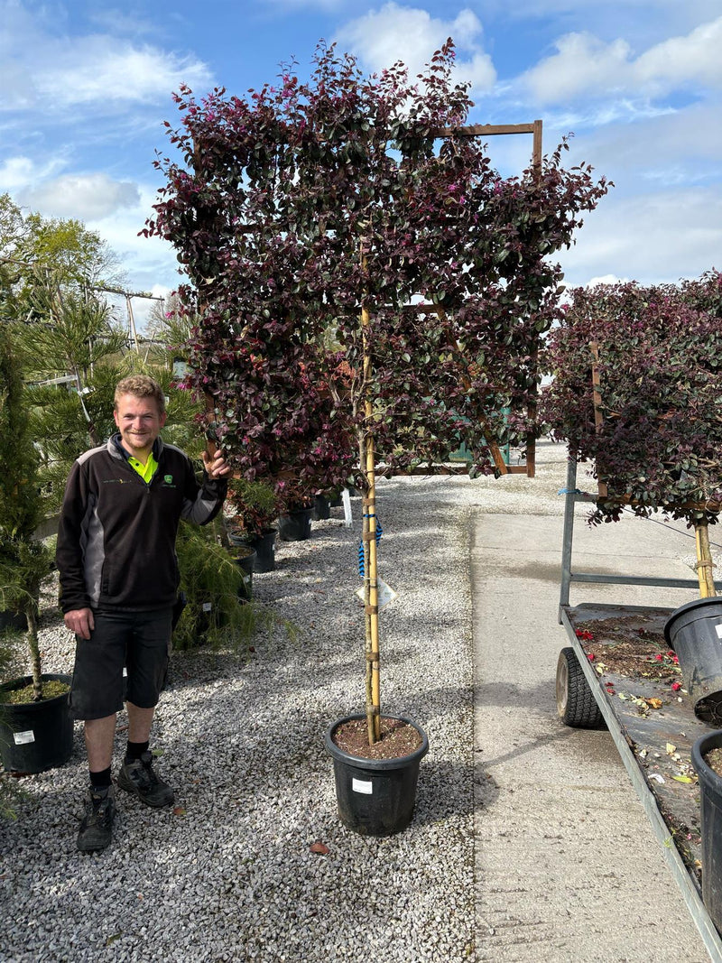Loropetalum Chinense Black Pearl Pleached, 80/100cm St, 120x120cm Frame