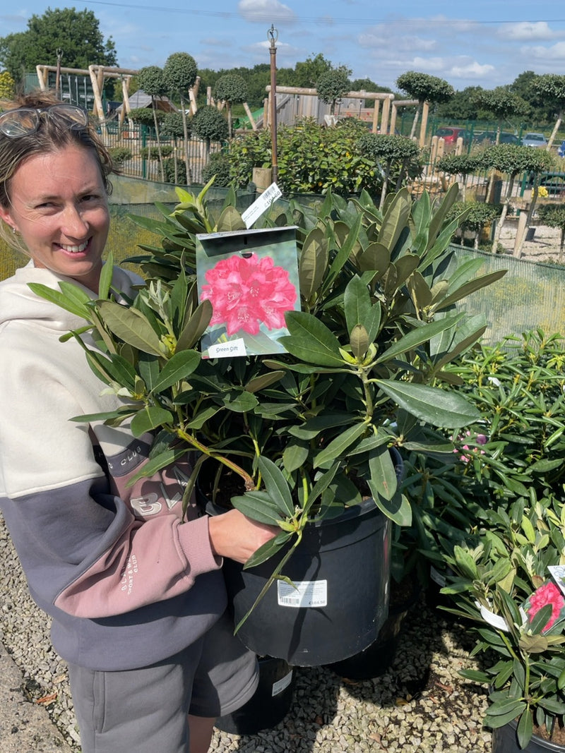 Rhododendron Yak. Sneezy 20 Litre Pot