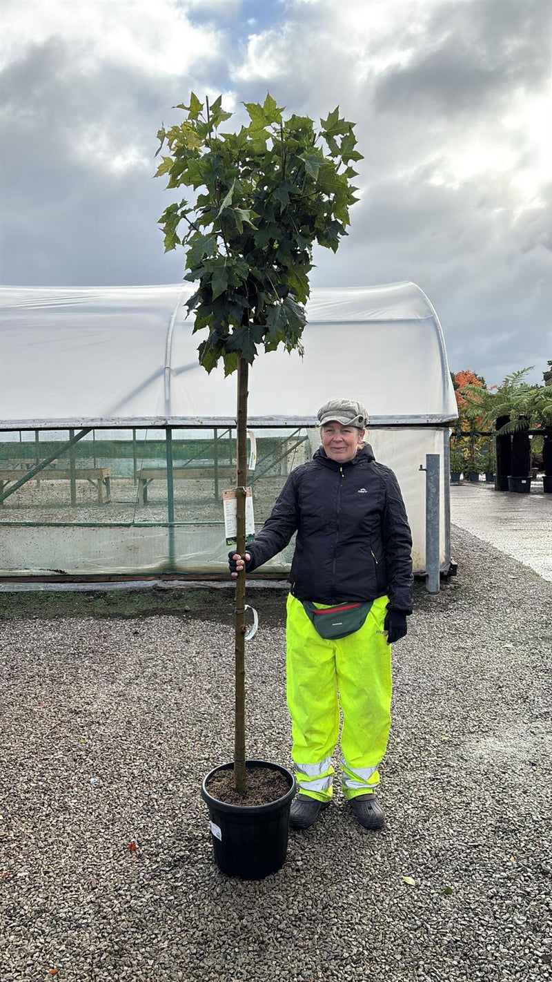 Acer plat. Globosum 20 Litre Pot 180cm Stem