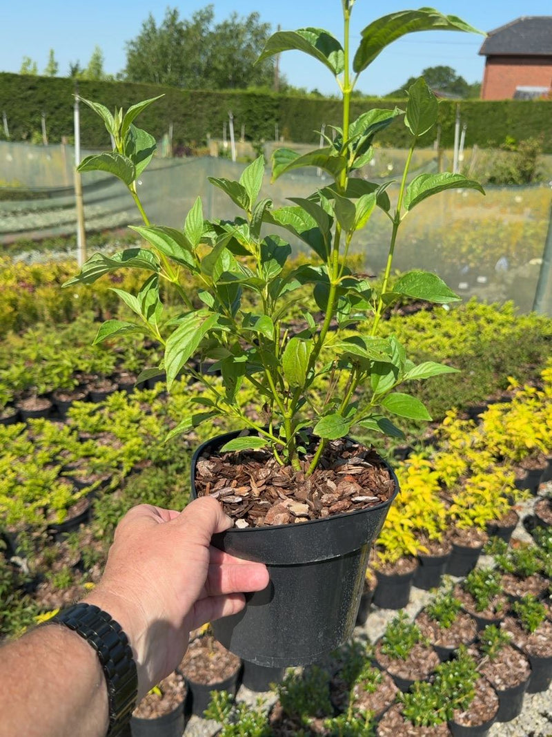Cornus stolonifera 'Flaviramea' - Yellowtwig Dogwood 3 Litre Pot