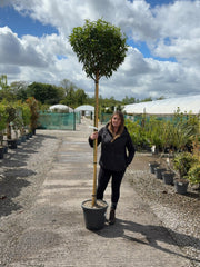 Prunus Lusitanica Myrtifolia 180-200cm 10-12 Girth Full Standard 35 Litre Pot