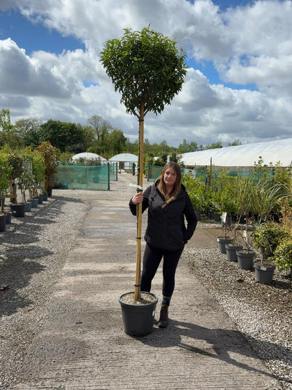 Prunus Lusitanica Myrtifolia 180-200cm 10-12 Girth Full Standard 35 Litre Pot