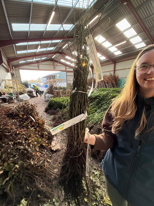 Rosa Canina Hedging Bare Root 40-60 cm Delivery Jan/Feb