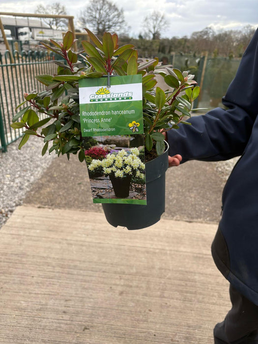 Rhododendron hanc. Shamrock 2.5 Litre Pot Delivery March