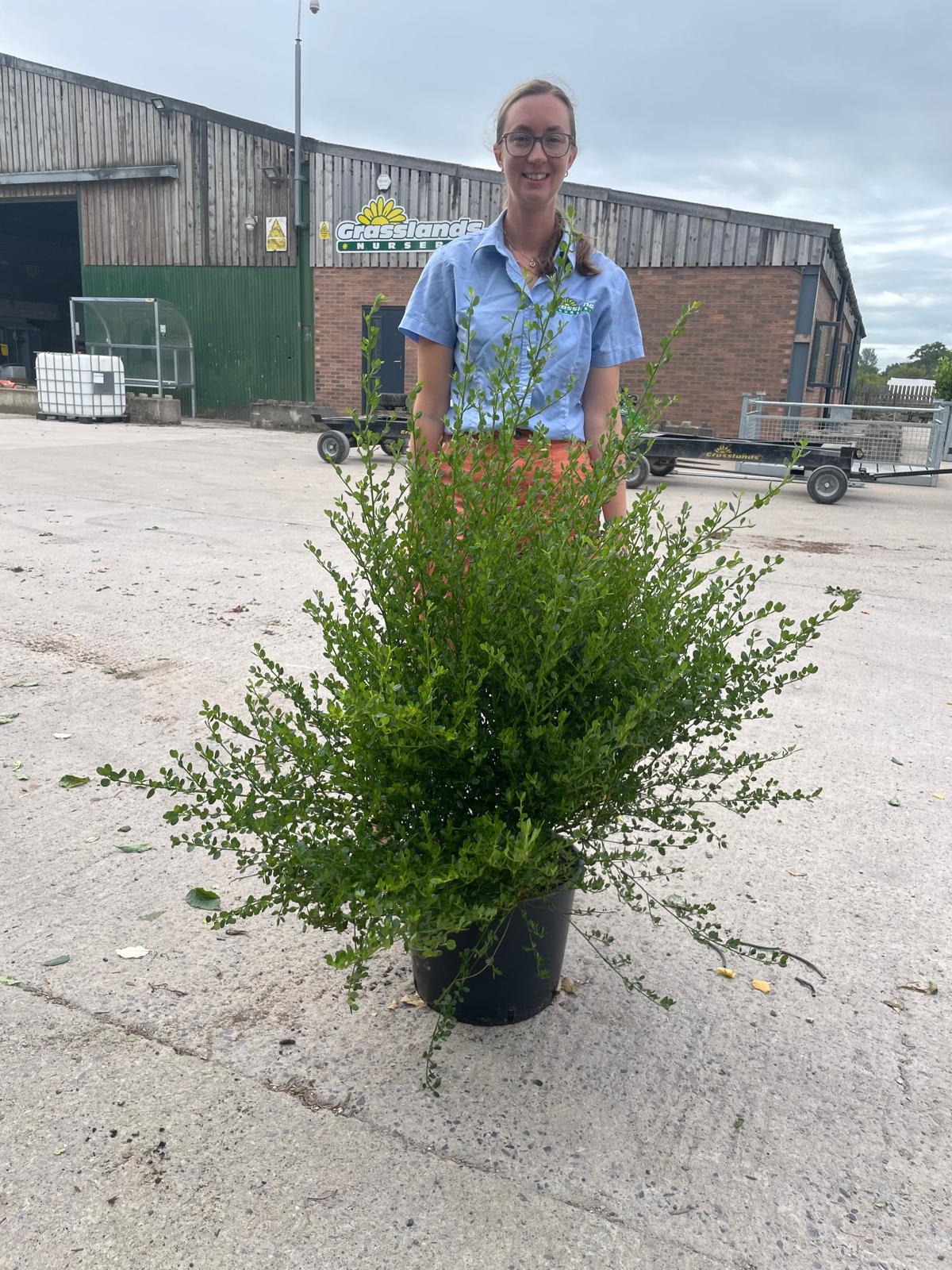 Ceanothus Impressus Victoria 20 Litre Pot 125cm Tall