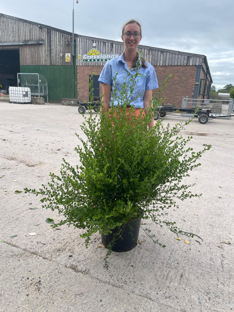 Ceanothus Impressus Victoria 20 Litre Pot 80-100cm Tall