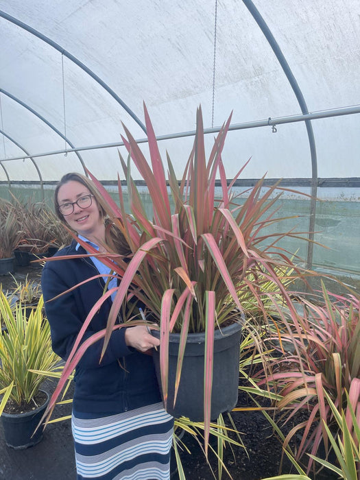 Phormium Tenax Jester 15 Litre Pot