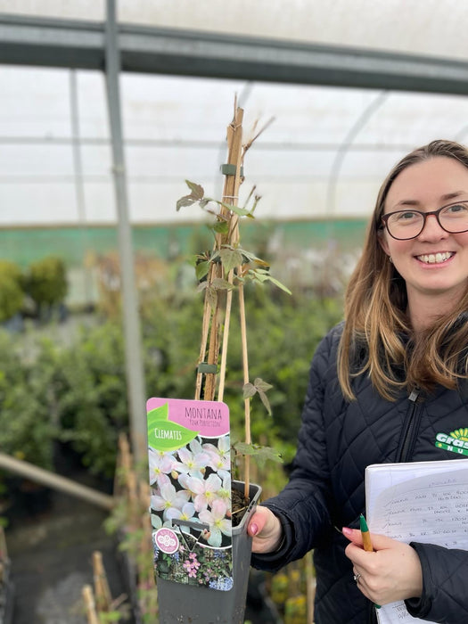 Clematis montana Pink Perfect 1.5 Litre