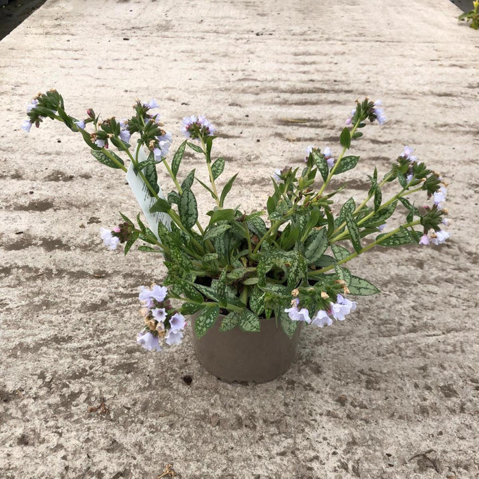 Pulmonaria Opal 2 Litre Pot