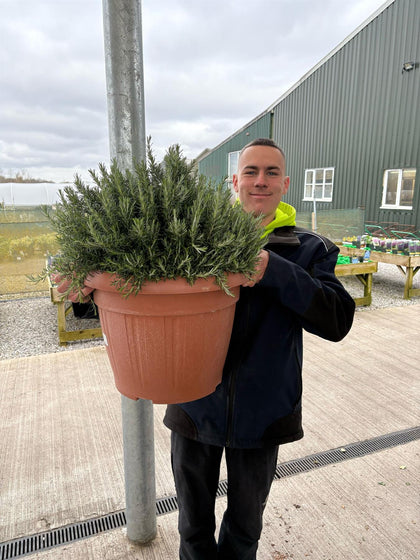 Rosmarinus Prostratus 45 Litre Pot