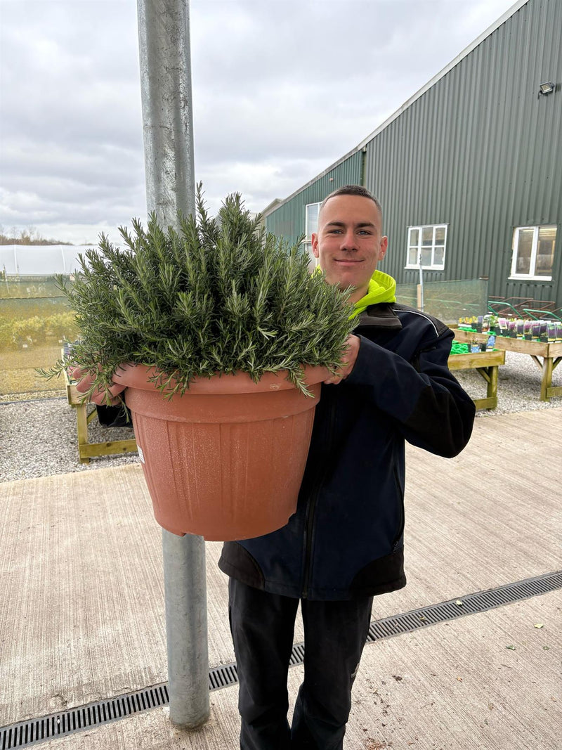 Rosmarinus Prostratus 45 Litre Pot