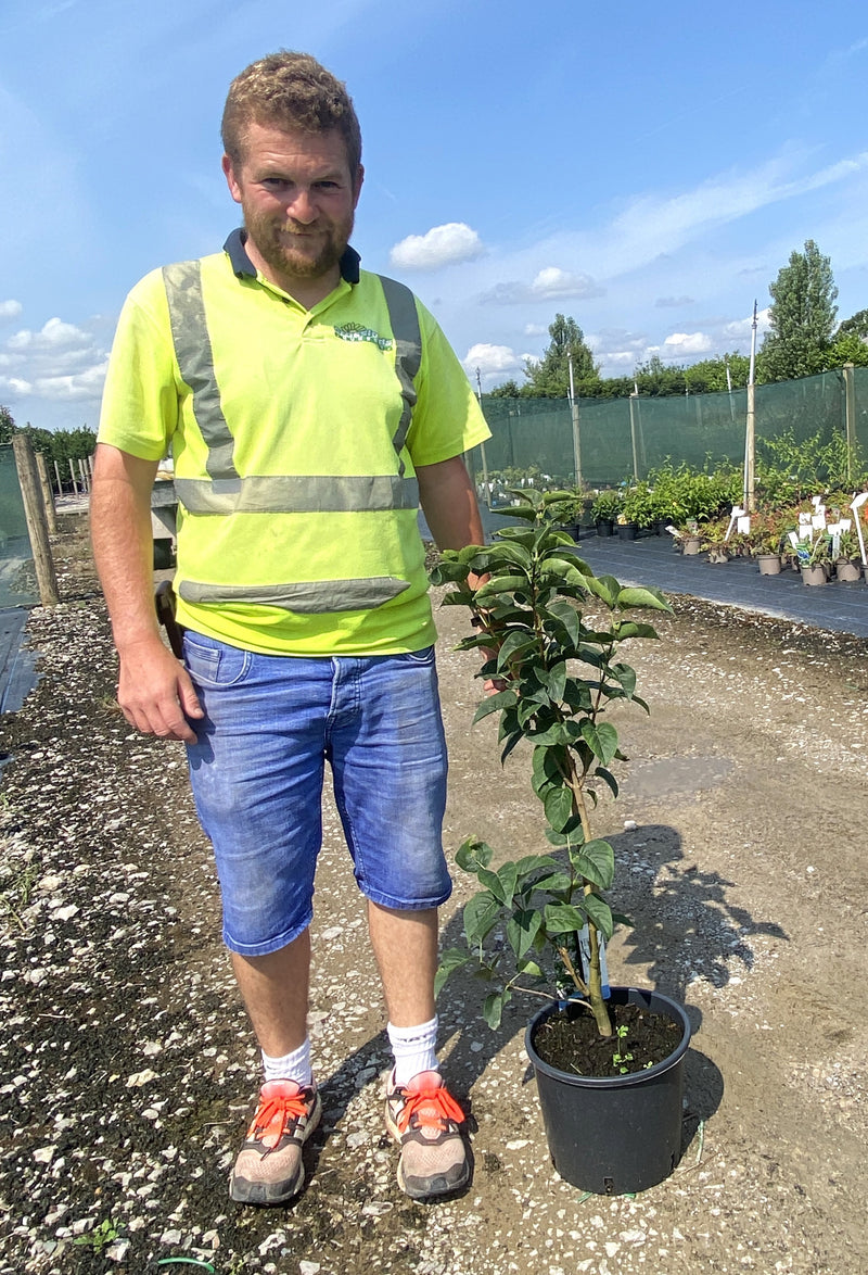 Syringa Beauty of Moscow 3 Litre Pot
