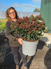 Skimmia Japonica Rubella 20 Litre Pot Super Sized
