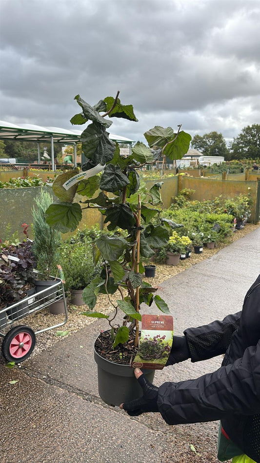 Corylus Red Majestic 4 Litre Pot 40/60cm Tall