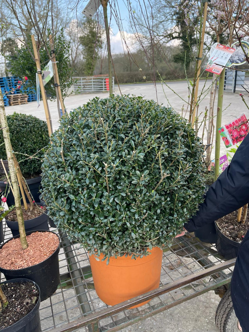 Ilex Crenata Luxus Ball 50/55cm