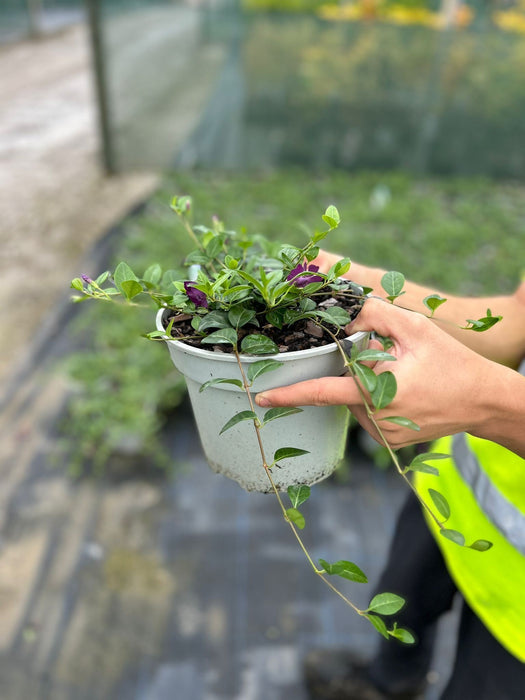 Vinca Minor Atropurpurea 2 Litre Pot