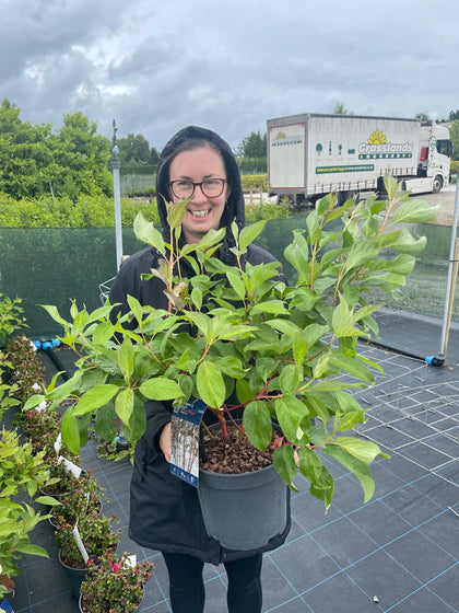 Cornus Baton Rouge 4.5 Litre Pot