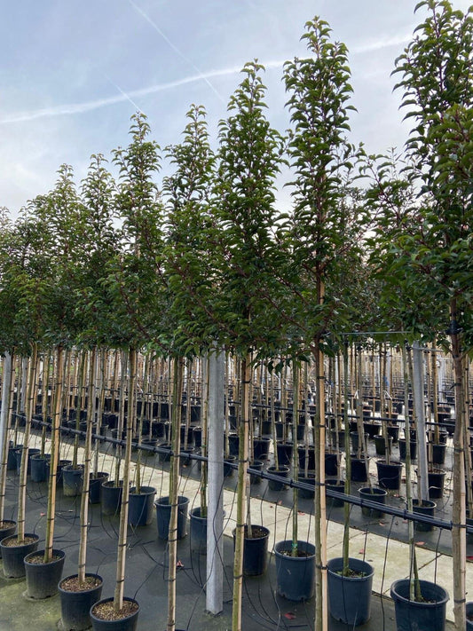 Prunus Lusitanica  Brenelia 10/12cm Standard