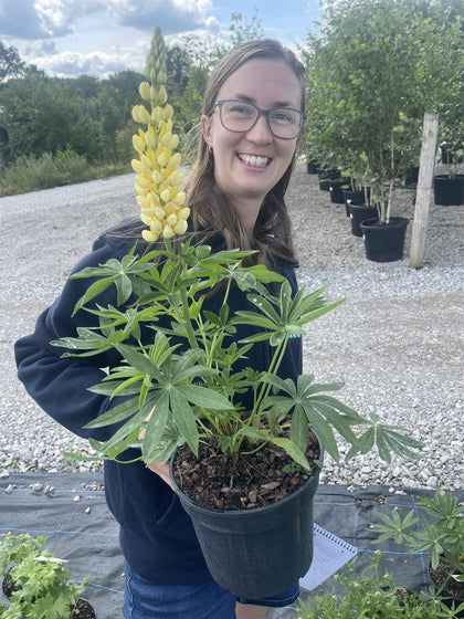 Lupin Noble Maiden 3 Litre Pot