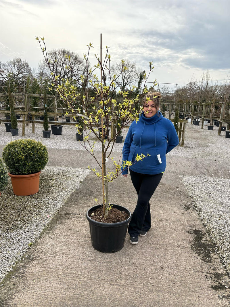 Cornus Controversa Variegata 50 Litre Pot 150/175cm Tall