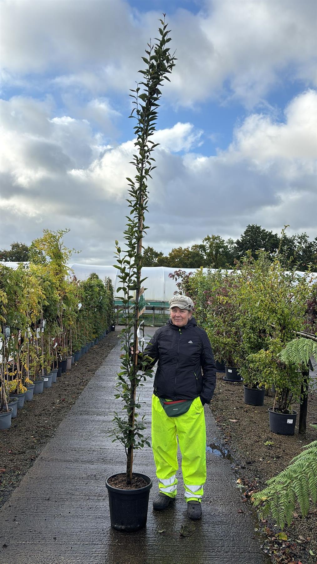 Carpinus Betulus Fastigiata 20 Litre Pot 250/300
