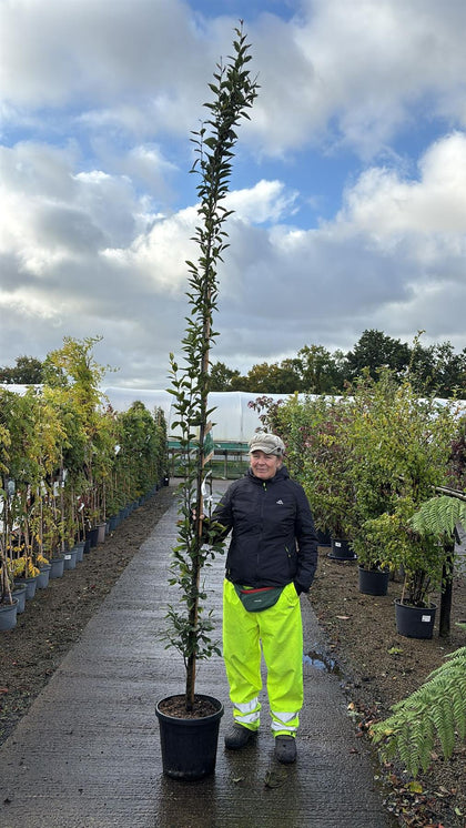 Carpinus Betulus Fastigiata 20 Litre Pot 250/300