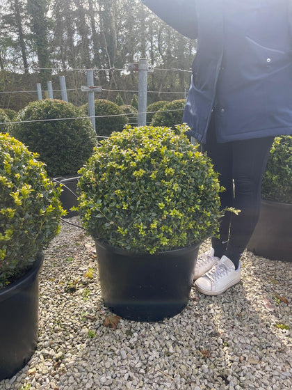 Buxus Ball 20 Litre Pot 50/55cm wide