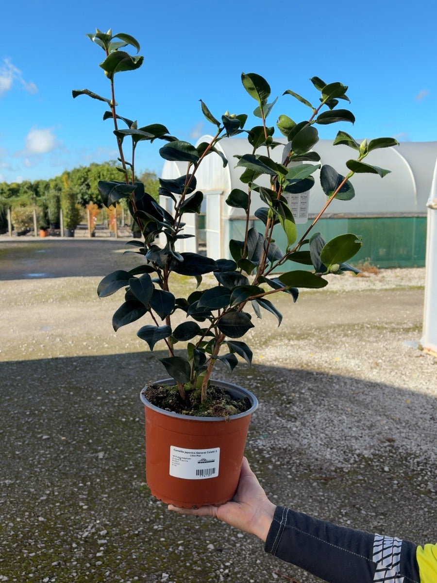 Camellia japonica General Coletti 3 Litre Pot