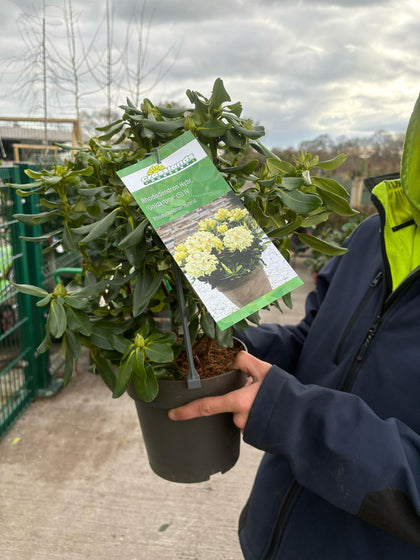 Rhododendron Goldkrone 3.4 Litre Pot