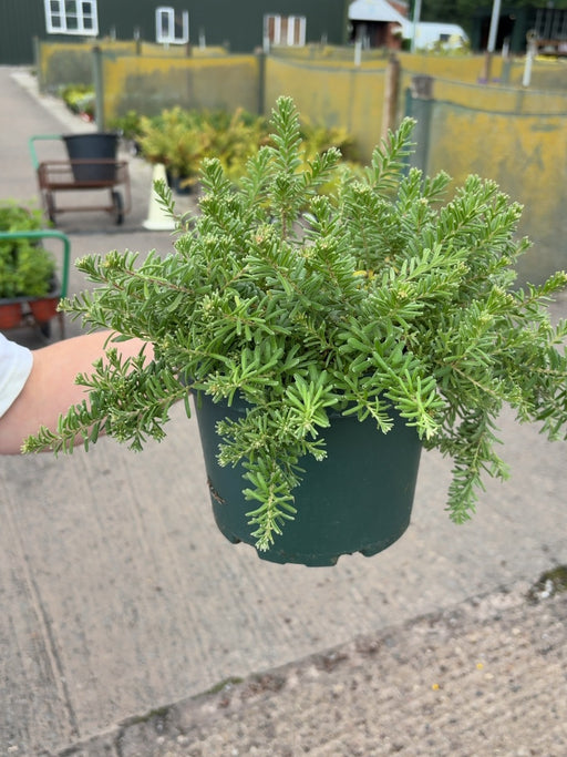 Grevillea Mount Tamboritha 3  Litre Pot