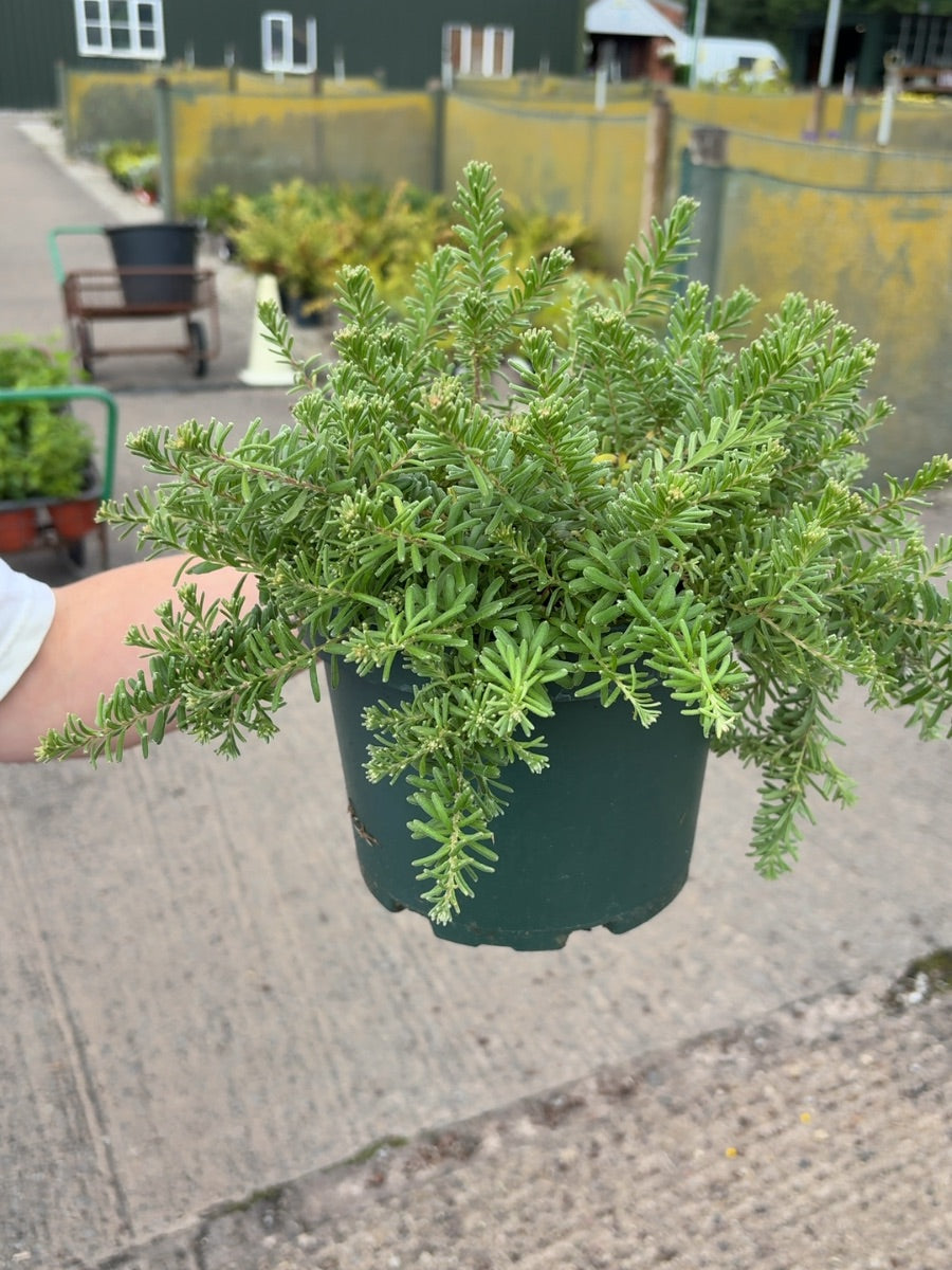 Grevillea Mount Tamboritha 3  Litre Pot